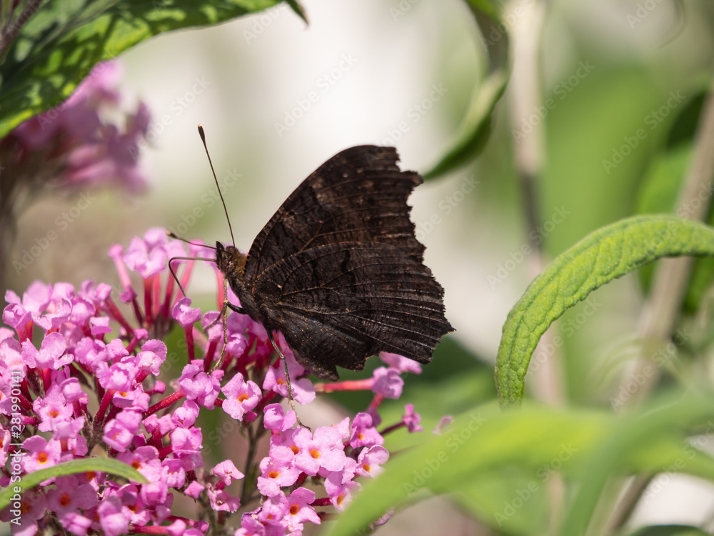 Obraz premium European peacock (Aglais io or Inachis io) on green trees closeup. Butterfly on flowers closeup. 