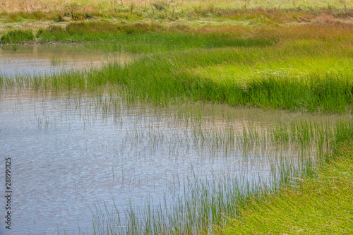 A vernal pond with colorful grass along a hiking trail in the Fort Ord National Monument, in Salinas California. 
