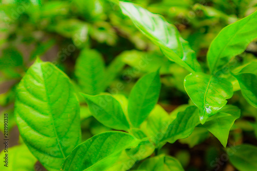 Wallpaper Mural Beautiful abstract texture color yellow and green leaves pattern background and wallpaper in the gardens Torontodigital.ca