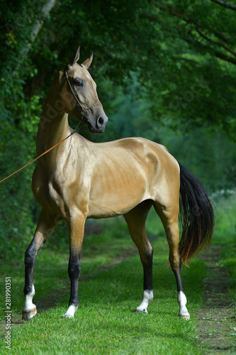 Buckskin Akhal Teke stallion standing in a forest.  © arthorse