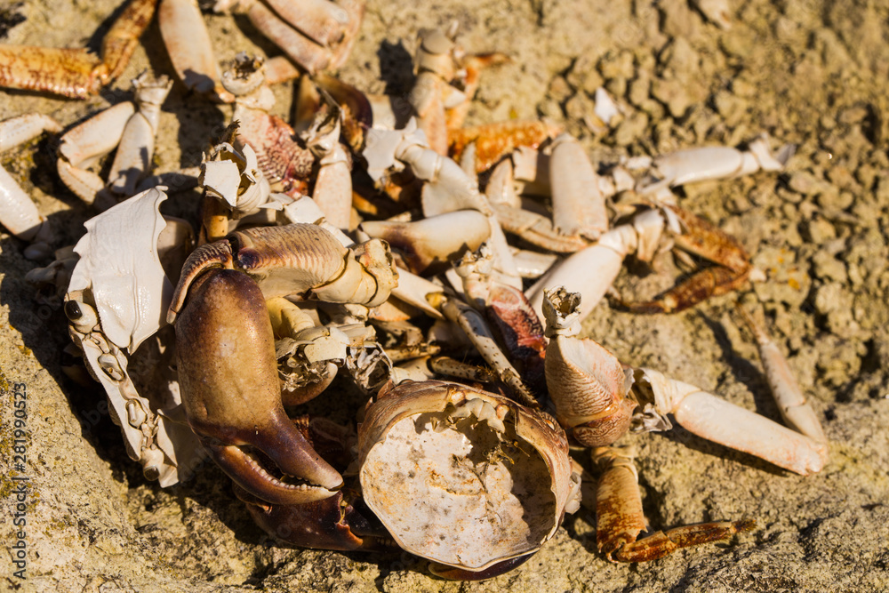 The remains of crabs on stones near the sea. Place of sea birds meal ...