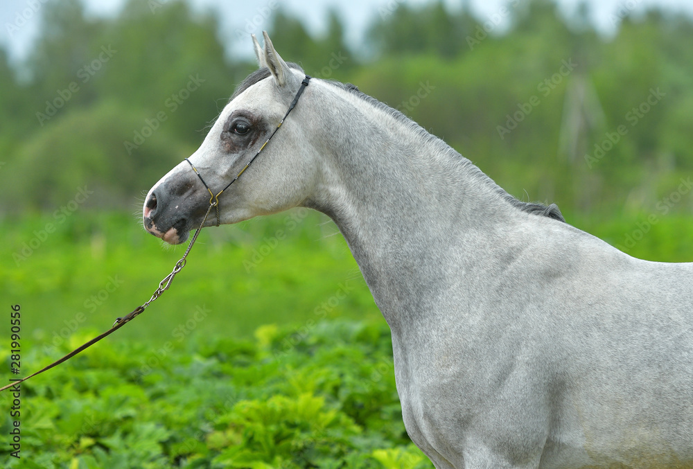 Grey arabian horse in a show halter standing in a green field. Animal  portrait, close up. Stock Photo | Adobe Stock