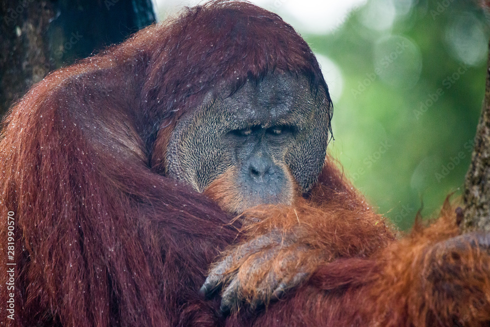 Obraz premium Portrait of male bored thoughtful sad orangutan in wet rainy day. Sadness and grief are in clever eyes of big ape. Borneo.