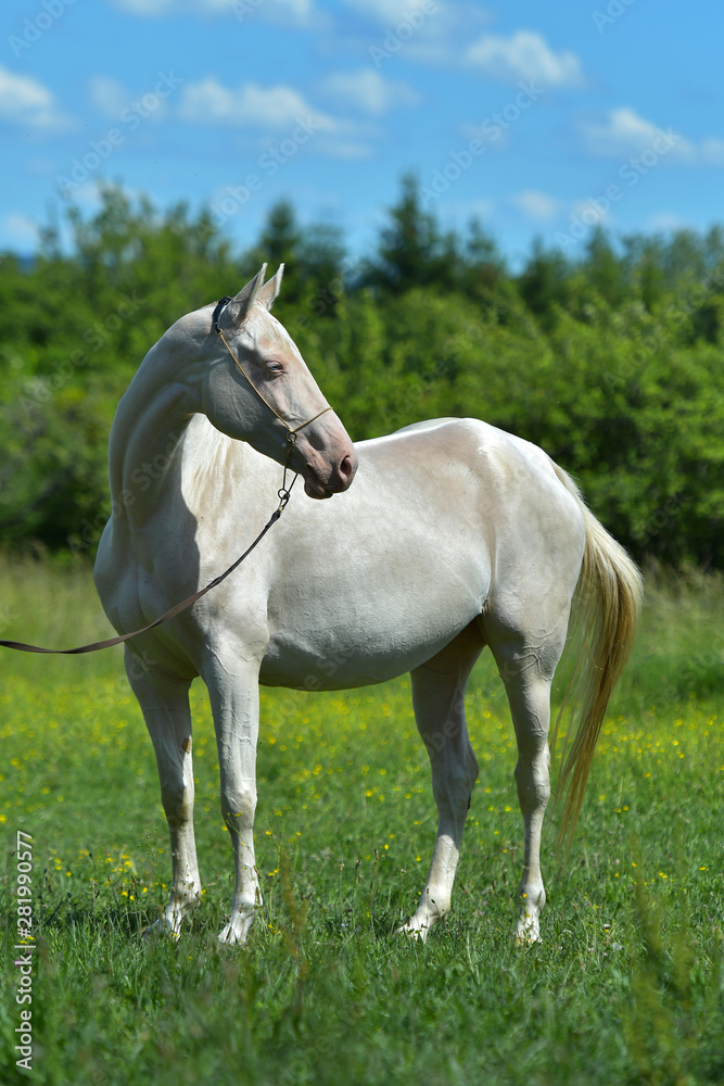 Cremello Akhal Teke horse in the show halter standing in a field. Animal portrait. Cremello Akhal Teke horse in the show halter standing in a field. Animal portrait.