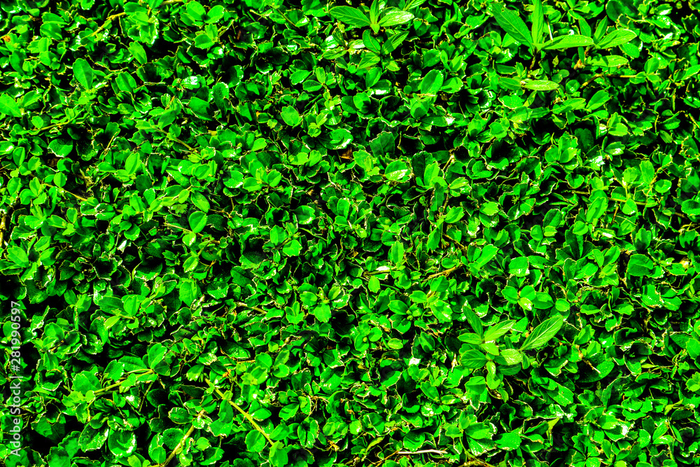 Beautiful abstract texture color yellow and green leaves pattern background and wallpaper in the gardens Beautiful abstract texture color yellow and green leaves pattern background and wallpaper in the gardens