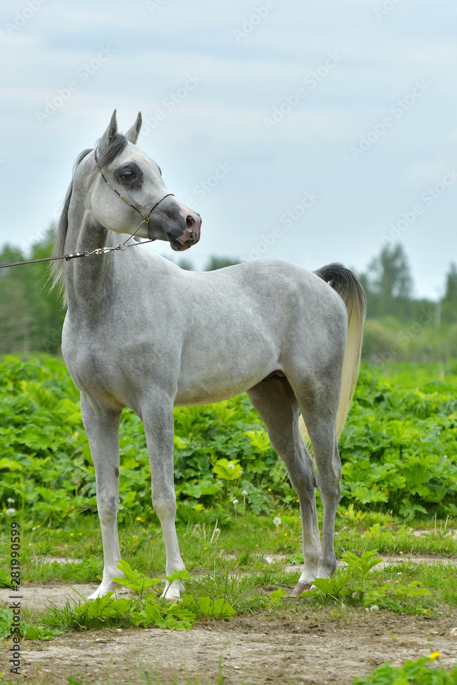 Grey arabian horse in a show halter standing in a green field. Sideways.