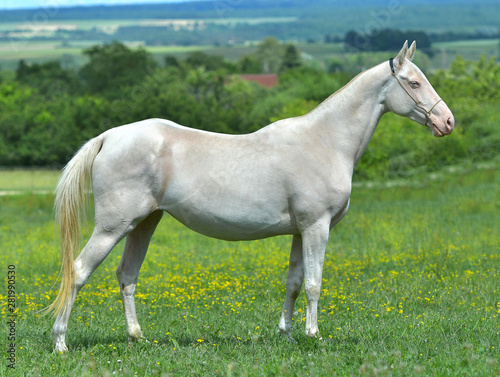 Cremello Akhal Teke horse in the show halter standing in a field. Animal portrait.
