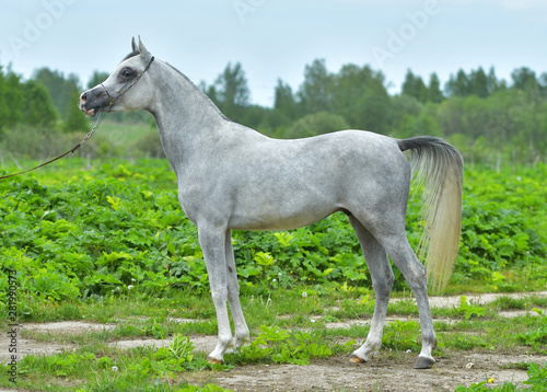 Grey arabian horse in a show halter standing in a green field. Exterior photo. © arthorse