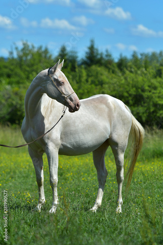 Cremello Akhal Teke horse in the show halter standing in a field. Animal portrait. © arthorse