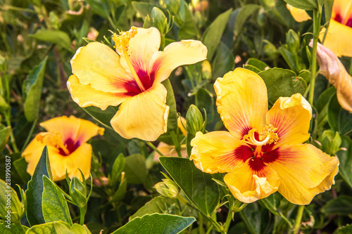 Fototapeta Naklejka Na Ścianę i Meble -  Beautiful Tropical Flowers in Hawaii