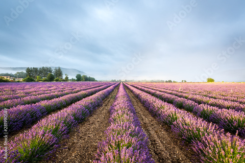 Lavender field at sunrise, Sault, Provence, France