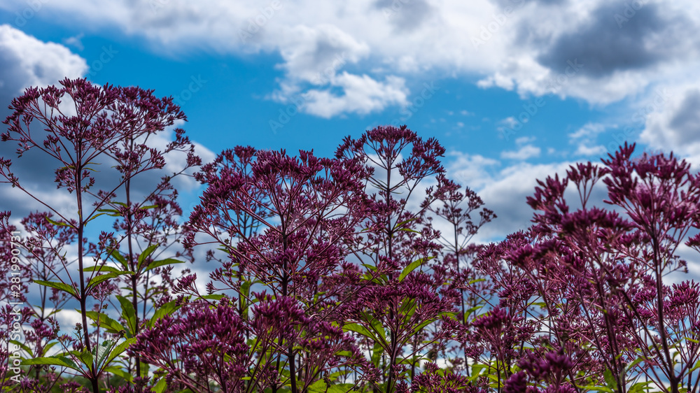 Eupatórium flowers against the sky with clouds - beautiful floral background Eupatórium flowers against the sky with clouds - beautiful floral background
