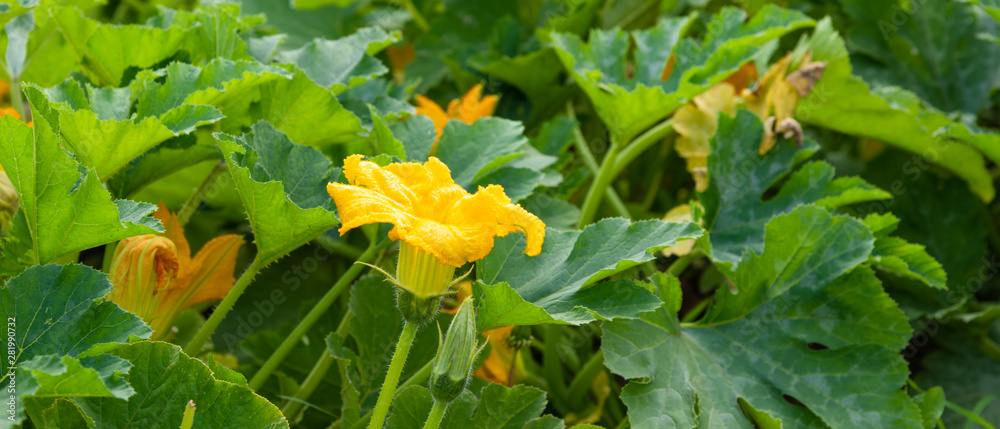 Zucchini flowers with leaves on a garden bed - rural background, concept of harvest ripening