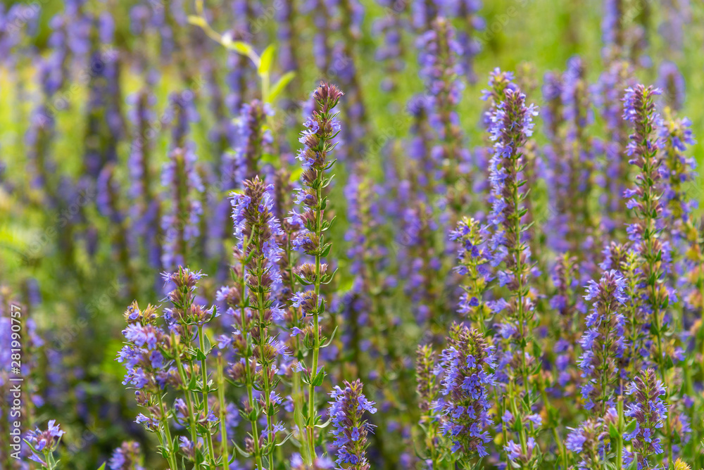 Fototapeta premium Blooming hyssop officinalis close up - natural remedies concept