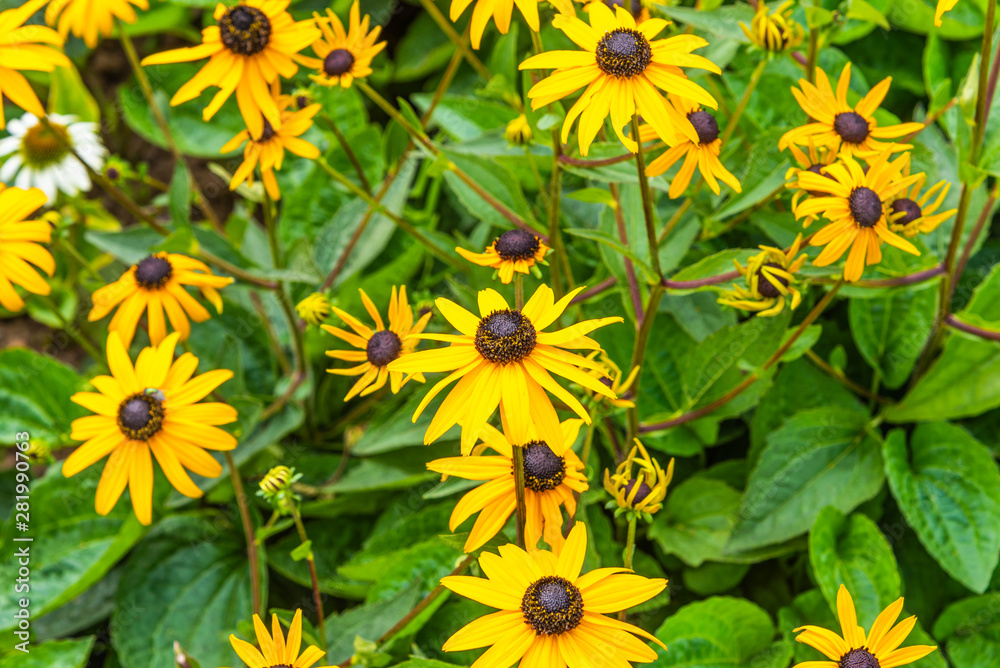 Blooming echinacea, large yellow flowers, top view - natural remedies concept