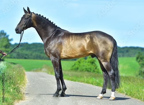 Exterior photo of buckskin akhal teke stallion in a field. Equestrian sports horse. © arthorse