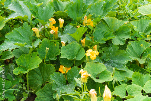 Zucchini flowers with leaves on a garden bed - rural background, concept of harvest ripening