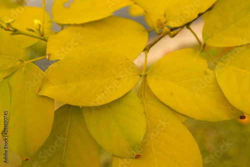 Beautiful abstract texture color green and yellow leaves pattern background and wallpaper in the gardens
