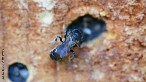 Wild solitary bee Osmia rapunculi (Syn. Chelostoma rapunculi) seals its nest in a boring in wood of an insect hotel with grit and mud matrix. photo