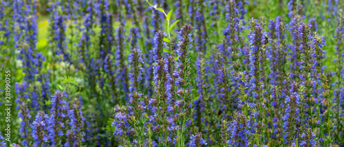 Blooming hyssop officinalis close up - natural remedies concept photo