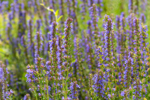 Blooming hyssop officinalis close up - natural remedies concept