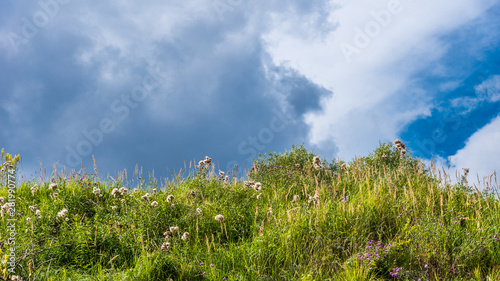 Tableau sur toile Natural background for a banner with copy space - different herbs and wildflower