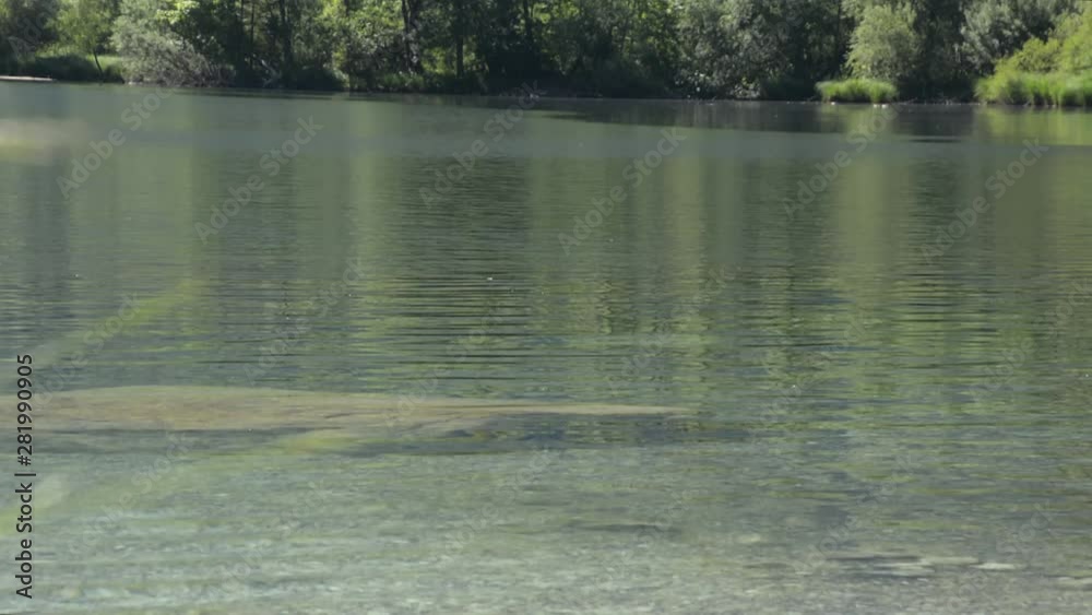 View of calm lake Bohinj on a summer day with a duck swimming by. View of calm lake Bohinj on a summer day with a duck swimming by.