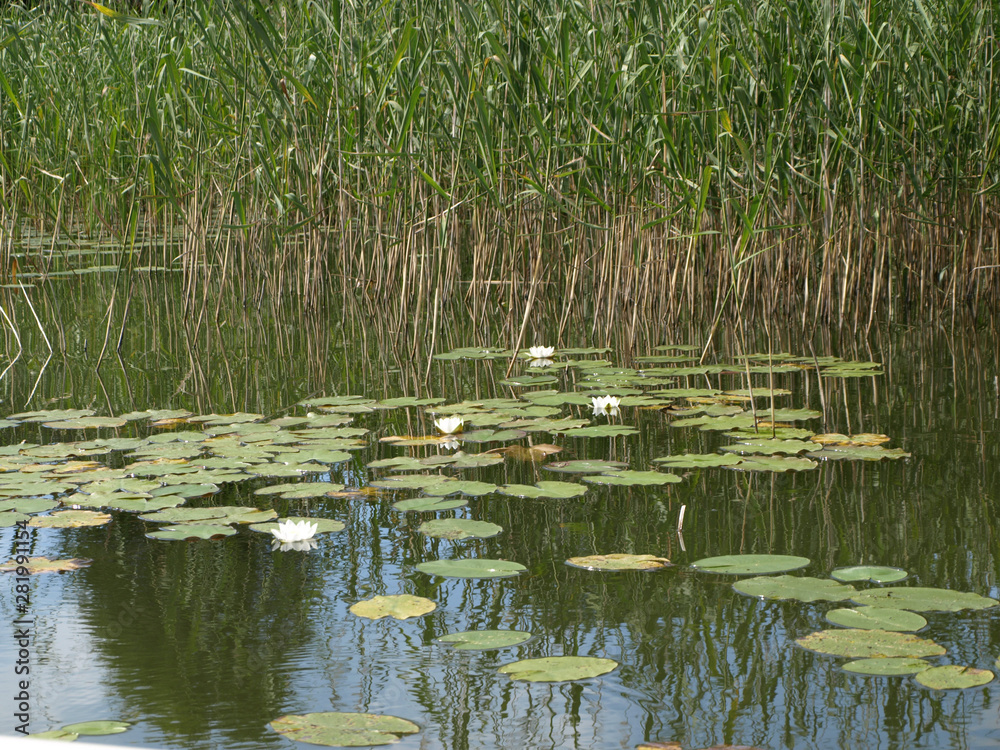 lake view with shore reeds and water grasses lake view with shore reeds and water grasses