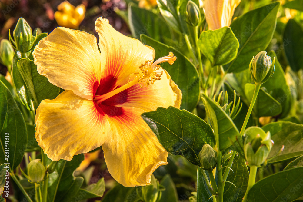 Obraz premium Beautiful Tropical Flowers in Hawaii