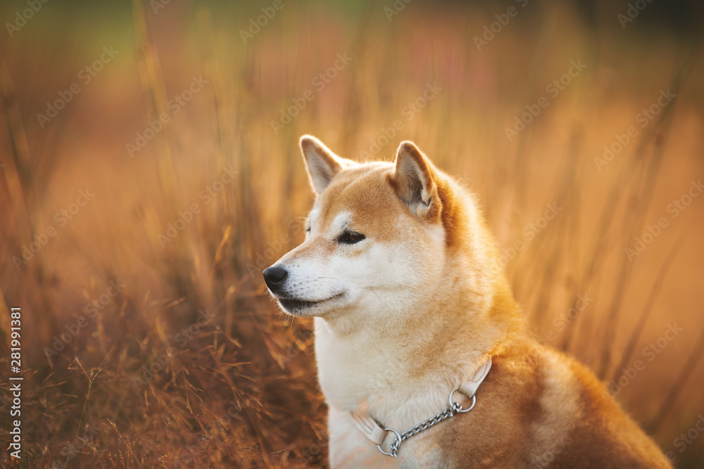 Beautiful and happy Red Shiba inu dog sitting in the field in summer at sunset