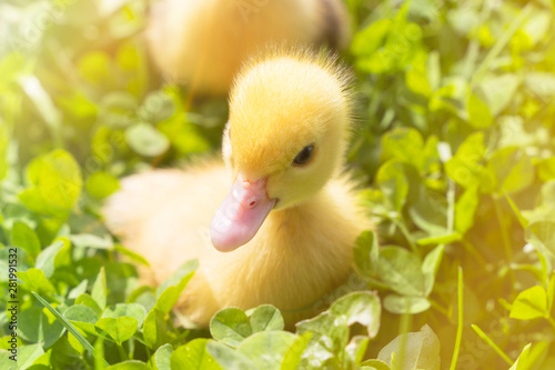 Head of a cute little newborn yellow duckling in green grass. A newly hatched duckling.