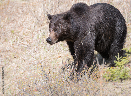 Grizzly bear in the spring