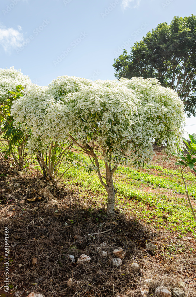 White Annual Euphorbia Leucocephala Trees