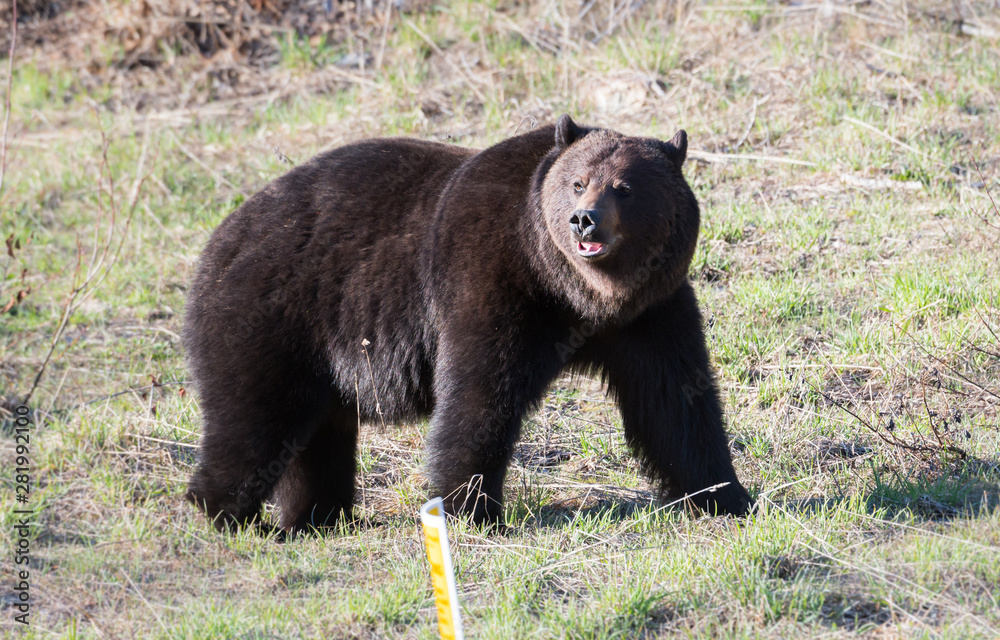 Grizzly bear in the spring