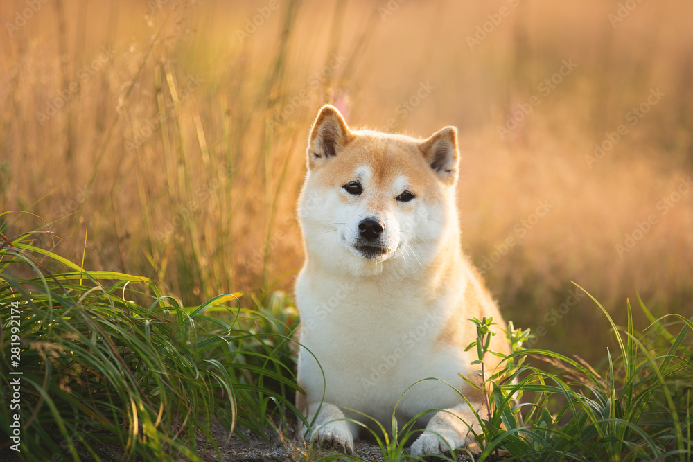 Beautiful and happy Red Shiba inu dog lying in the field in summer at sunset