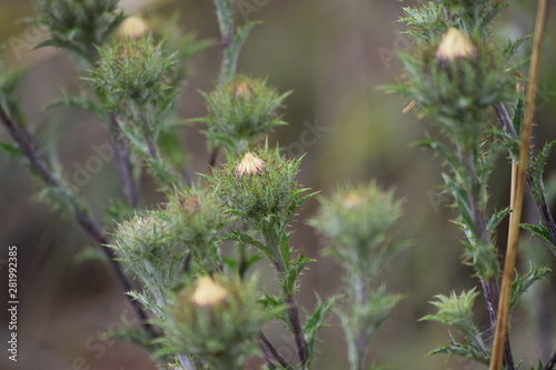 Cabbage thistle