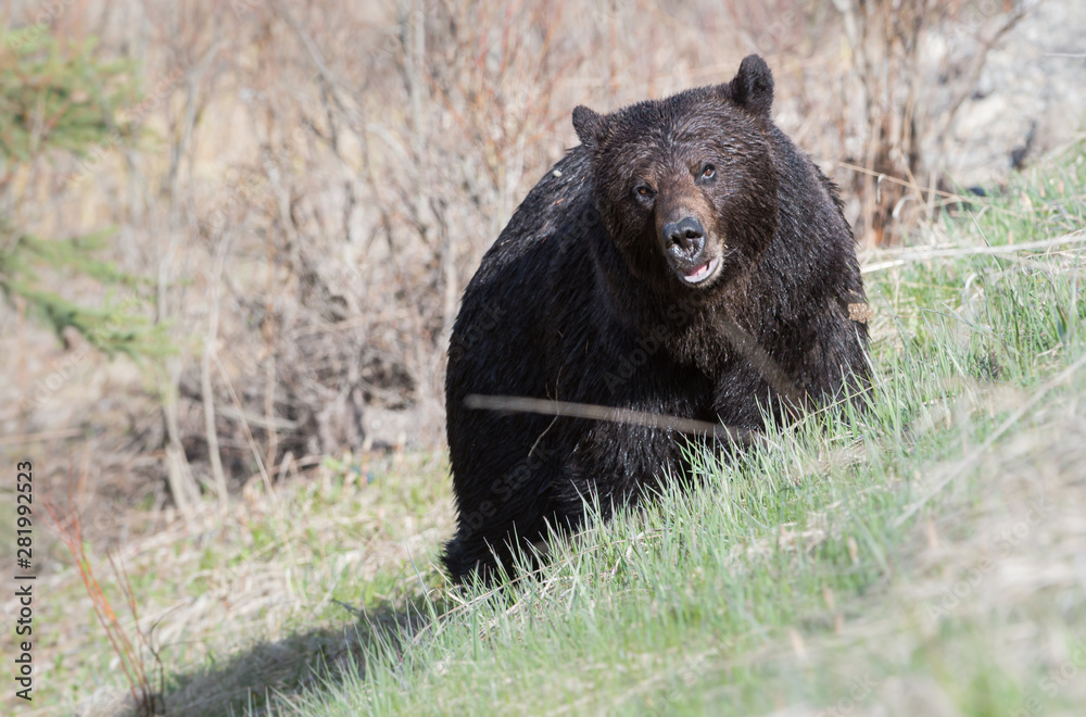 Grizzly bear in the spring