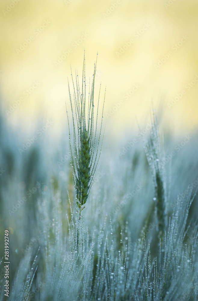 Fototapeta premium Getreide am morgen im Feld