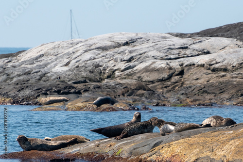 Ursholmen, Sweden - July 26, 2019: View of sea seals off the island of Ursholmen in the Kosterhavet National Park in western Sweden. photo