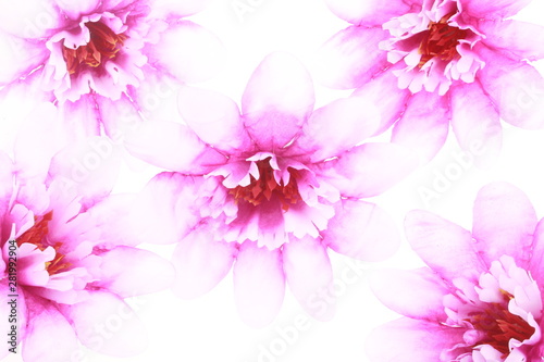 abstract background with pink flowers © grigojka