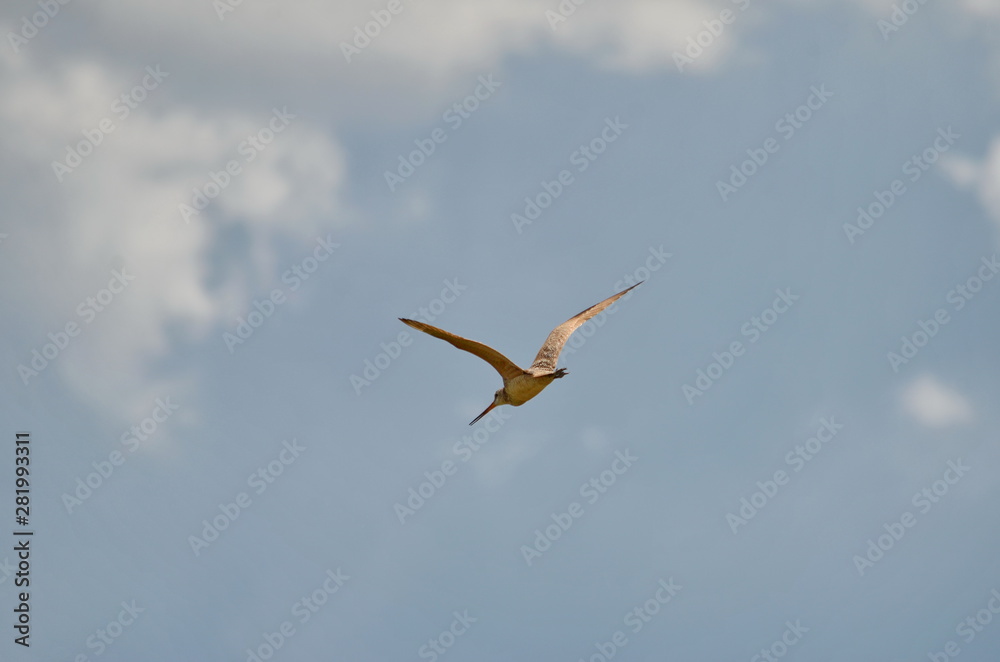 Marbled godwit in flight, Saskatchewan Marbled godwit in flight, Saskatchewan