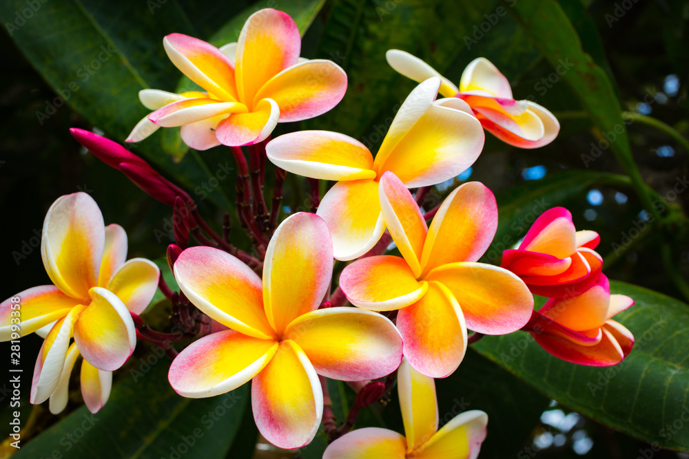 Beautiful Tropical Flowers in Hawaii Beautiful Tropical Flowers in Hawaii