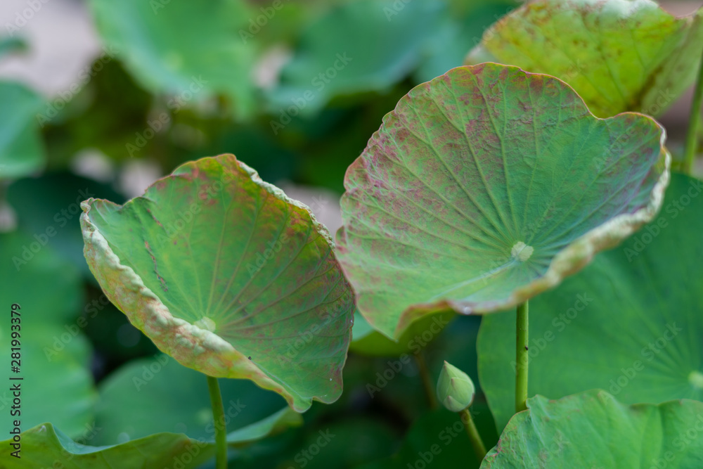 Lotus leaf Lotus leaf
