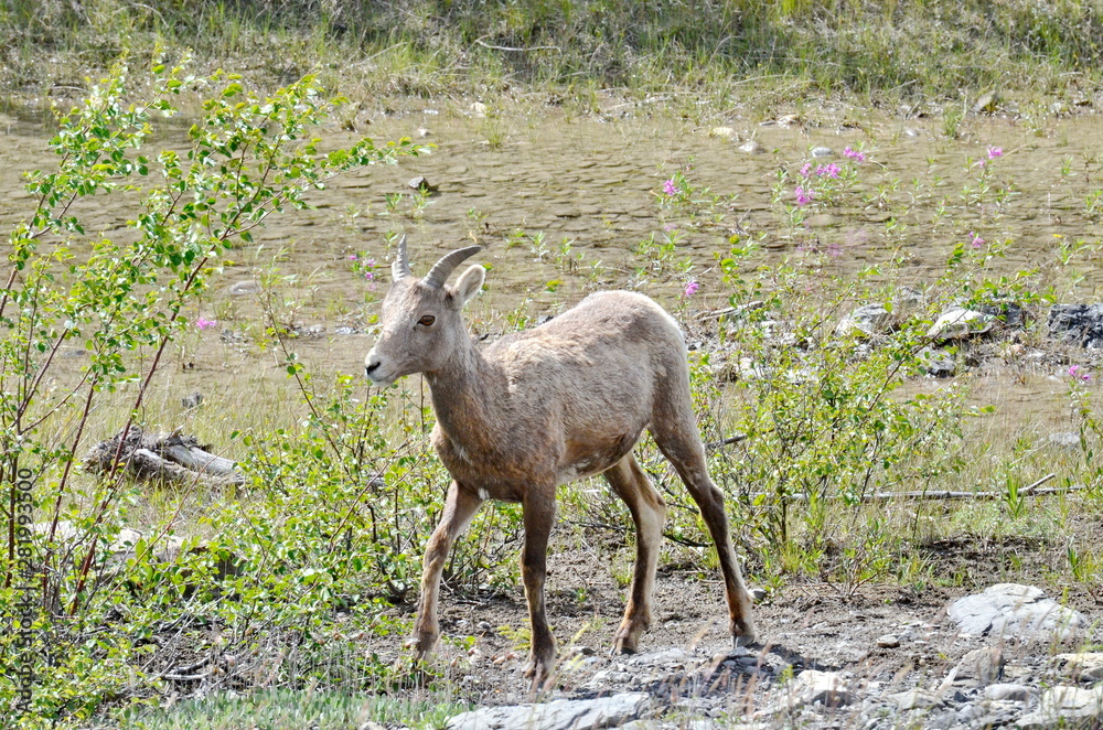 Grazing Wild Mountain Goat along a stream in Jasper National Park Grazing Wild Mountain Goat along a stream in Jasper National Park