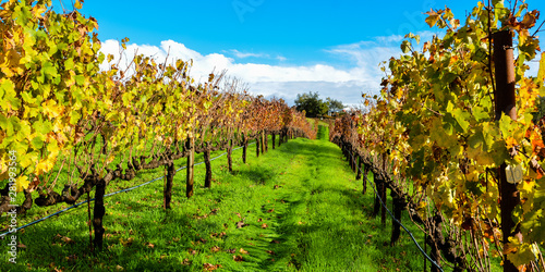 Fototapeta Naklejka Na Ścianę i Meble -  Grape Vineyard in Autumn, with leaves changing colors - Sonoma, California