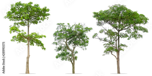 collection of trees isolated on white photo