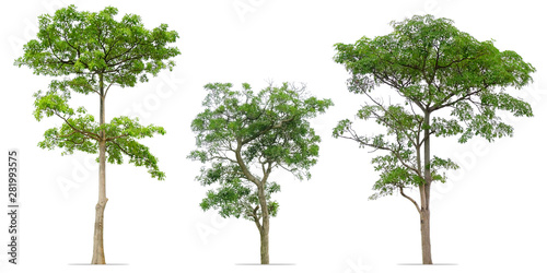 collection of trees isolated on white