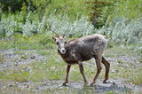 Grazing Wild Mountain Goat along a stream in Jasper National Park