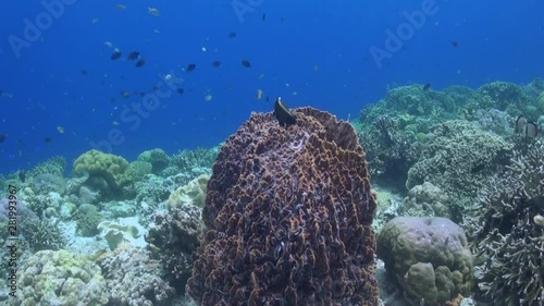  Barrel Sponge (Xestospongia testudinaria) and Humphead Bannerfish (Heniochus varius) - Philippines photo