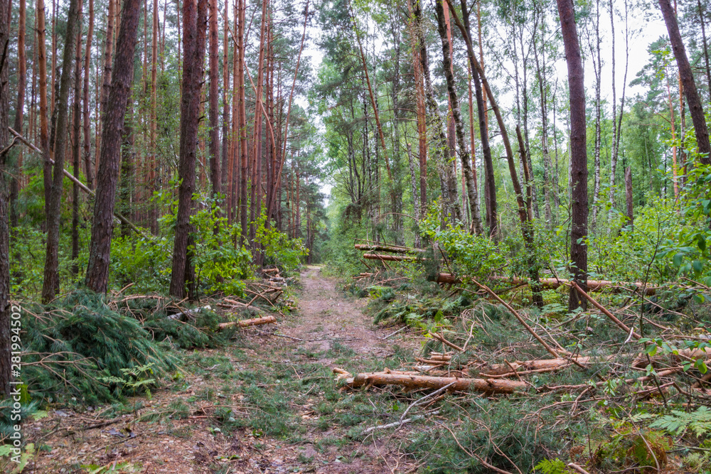 A hurricane in the forest knocked down trees and they fell A hurricane in the forest knocked down trees and they fell